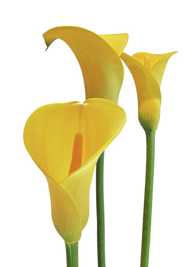 پیاز گل شیپوری هلندی زرد