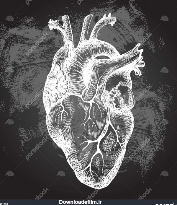 قلب انسان در تخته سیاه. تصویر برداری. 1071793