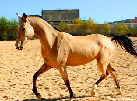 خرید اسب ترکمن سمند + قیمت فروش استثنایی