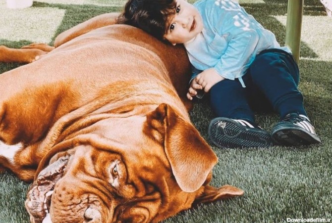 آخرین خبر | وزن «هالک» سگ غول‌پیکر مسی چند برابر پسرش «ماتئو» است؟