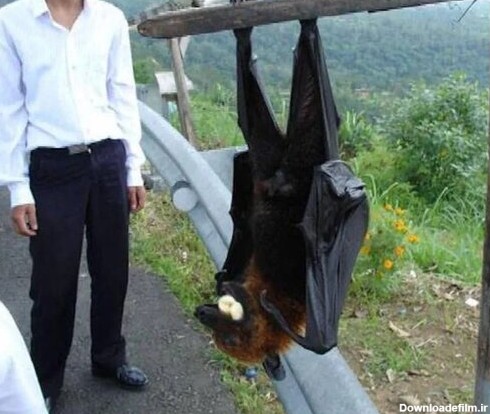 عکس | این خفاش‌ها اندازه انسان هستند! - خبرآنلاین