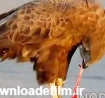 عکس عقاب در حال غذا خوردن - عکس نودی