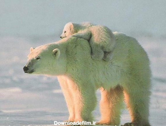 عکس خرس های قطبی