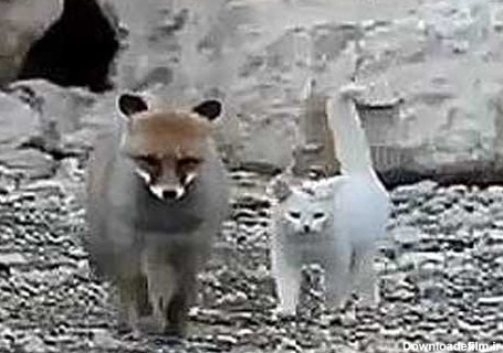دوستی گربه و روباه