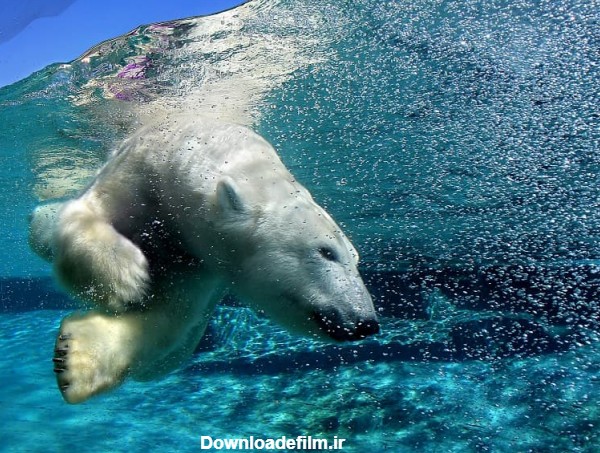 تصویر خرس قطبی زیر آب| پی‌پی‌تی المنت| ابزارهای طراحی خلاقانه