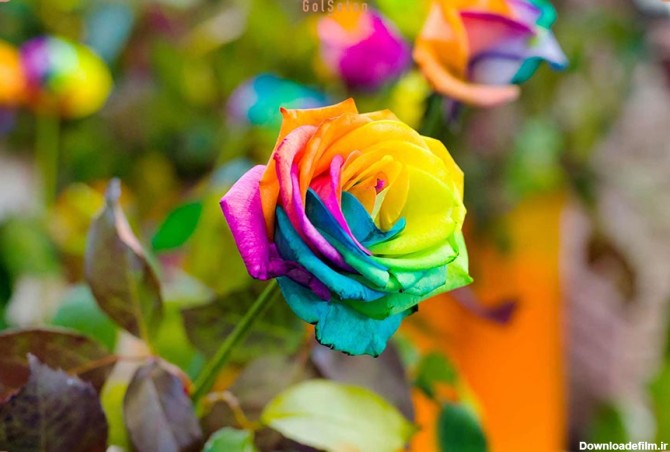 با معنی 14 رنگ از رنگ های گل رز بیشتر آشنا شوید | گُل‌سِتان