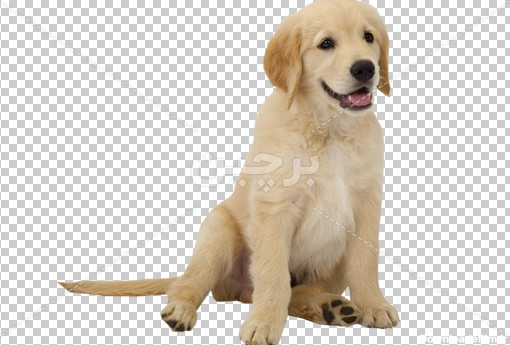 Borchin-ir-cute puppy white dog large PNG photo عکس بدون زمینه توله سگ سفید بانمک۲
