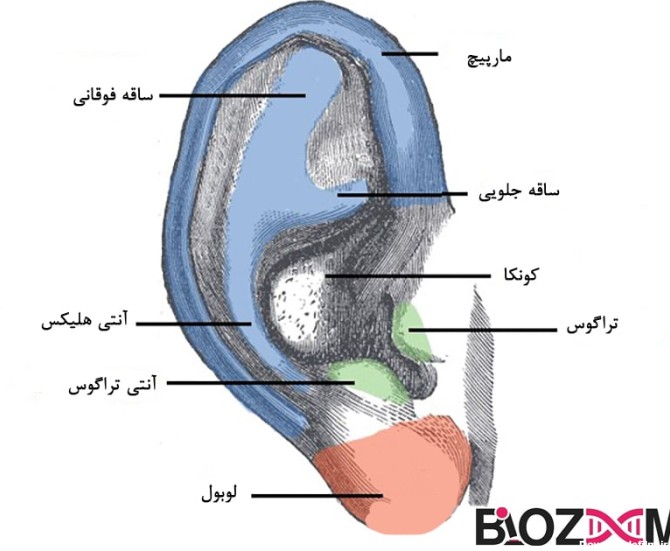 آناتومی گوش انسان و سیستم شنوایی | مجله بیوزوم