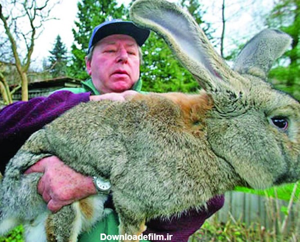 تصاویر | زیباترین خرگوش‌های جهان را ببینید - همشهری آنلاین