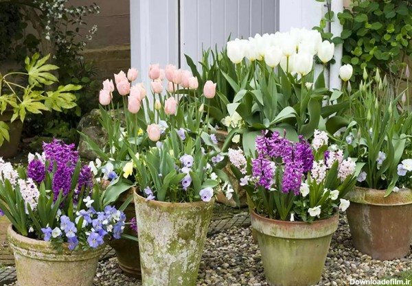 باغچه گلدانی با پیازهای بهاری