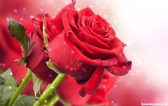 عکس زیباترین گل های جهان گل های انرژی بخش و گل عاشقانه زیبا
