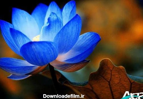 مجموعه عکس گل نیلوفر زیبا و شاداب در طبیعت
