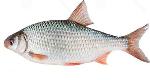 طعمه ماهیگیری برای صید ماهی سفید - فروشگاه و آموزش ماهیگیری با لنسر