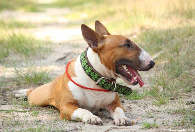 مشخصات کامل، قیمت و خرید نژاد سگ بول تریر (Bull Terrier ...