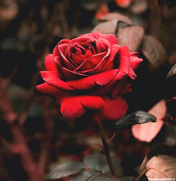 متن و کپشن خاص در مورد گل رز به همراه عکس نوشته پروفایل