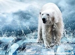 خرید و قیمت دانلود تصویر با کیفیت خرس قطبی | ترب
