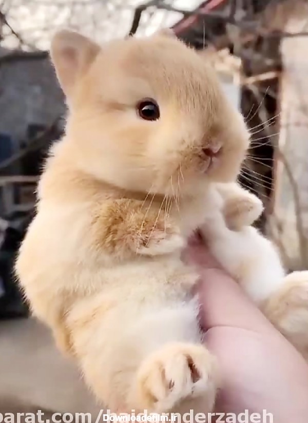 زیباترین خرگوش