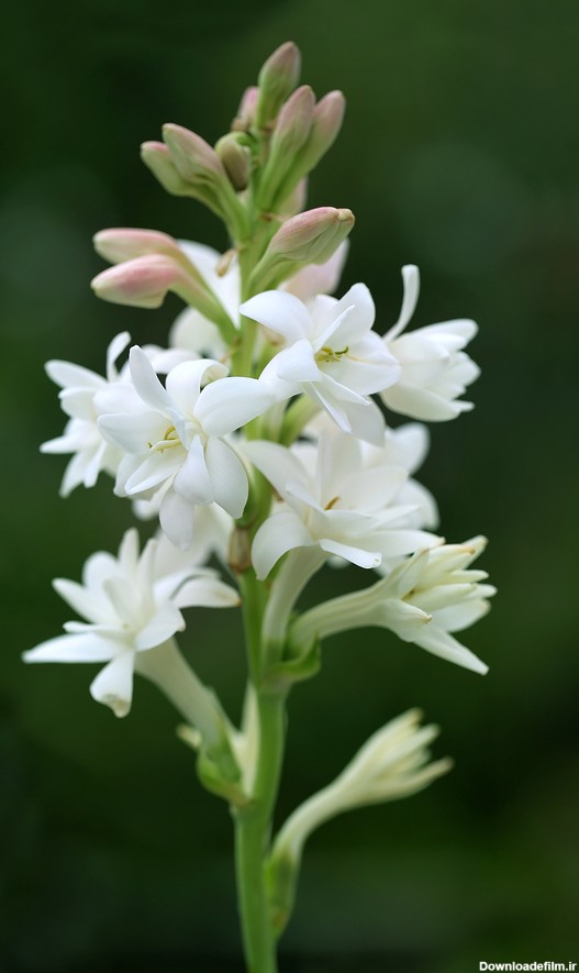 عکس گل مریم سفید برای پروفایل