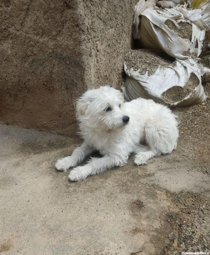 واگذاری سگ پاپی شیتزون|سگ|اصفهان، ارغوانیه|دیوار