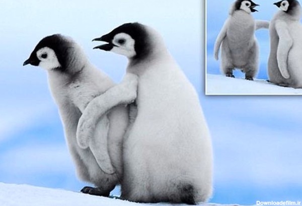 عکس: آموزش راه رفتن به بچه پنگوئن بامزه