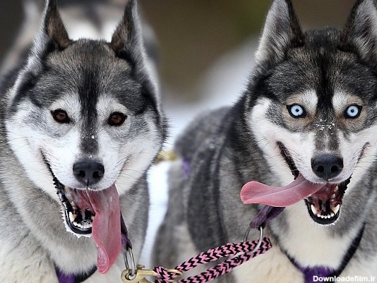 چرا سگ‌های هاسکی سیبری چشم آبی هستند؟