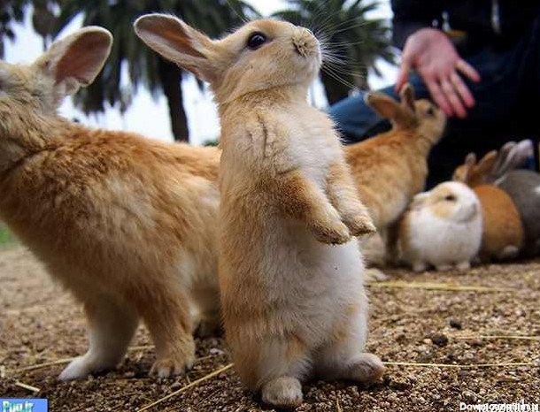 پرشین پت > > تصاویر جالب از جزیره خرگوش ها در ژاپن