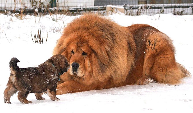 بزرگترین نژادهای سگ دنیا