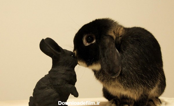 مجموعه عکس خرگوش سیاه سفید (جدید)