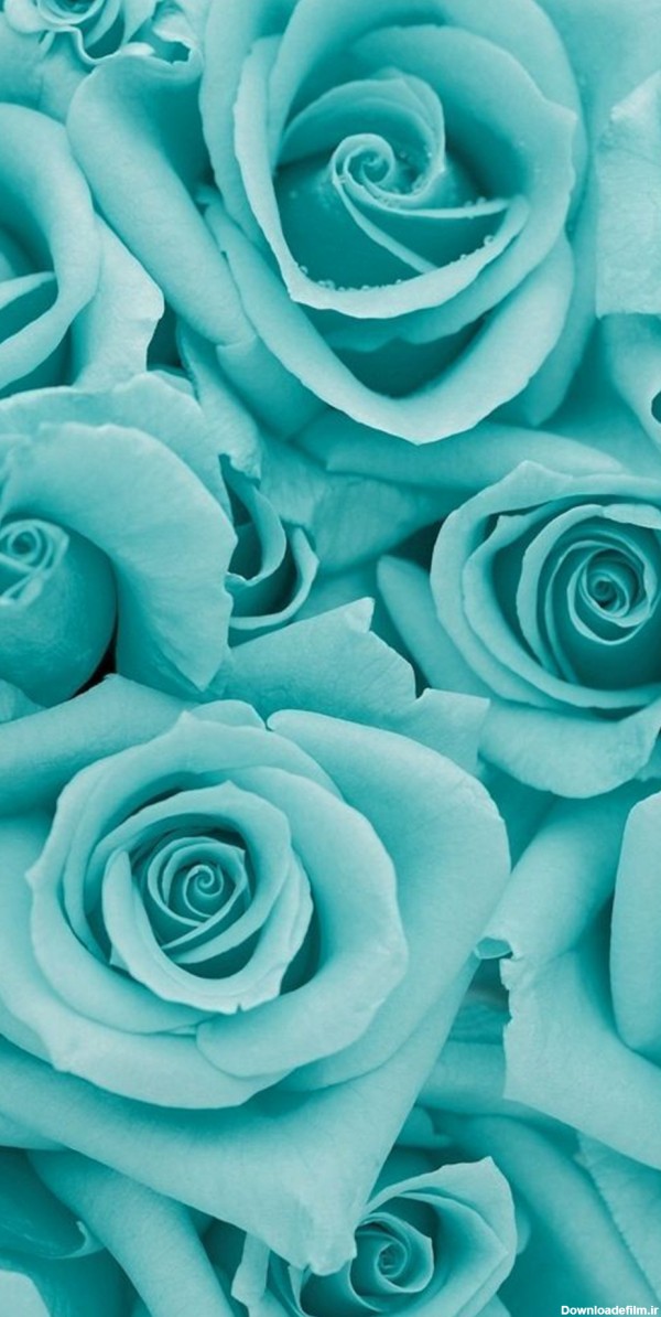 پس زمینه زیبا برای شما گل های ویسگونی - عکس ویسگون