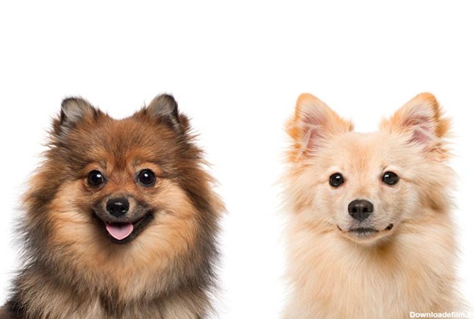 مشخصات کامل، قیمت و خرید نژاد سگ ژرمن اشپیتز (German Spitz) | پت راید