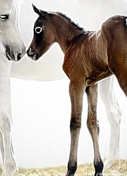 همشهری آنلاین - تولد یک کره اسب از نگاه دوربین
