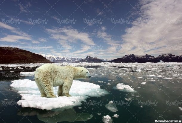 خرس قطبی - ایران طرح