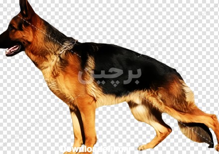 german shepherd dog images free عکس سگ نژاد ژرمن شپرد بدون پس زمینه۱