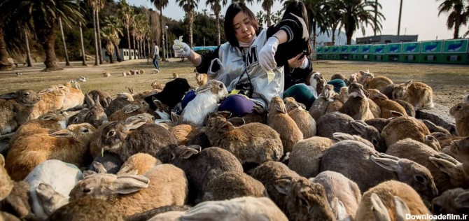 جزیره‌ ژاپنی سلاح‌ های شیمیایی، در تصرف خرگوش‌ ها - کجارو