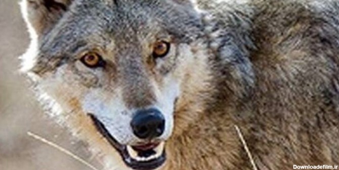حمله گرگ ها به ساکنان یک روستا در خوشاب خراسان رضوی | خبرگزاری فارس