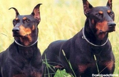 عکس از خطرناک ترین سگ ها