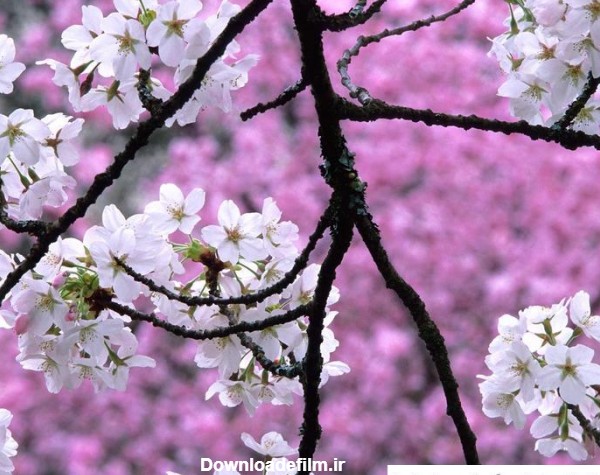 عکس شکوفه های فصل بهار ❤️ [ بهترین تصاویر ]