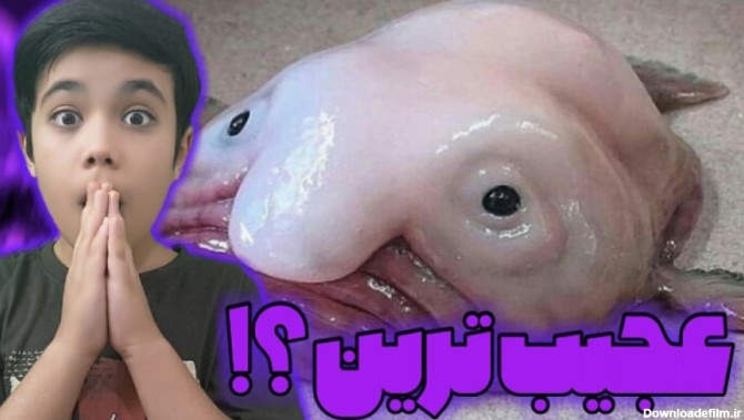 10 تا از عجیب ترین حیوانات جهان ؟! | این ماهی واقعا وجود داره ؟!