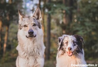 سگ‌ها از گرگ‌ها باهوش‌تر هستند؟/ عکس - خبرآنلاین