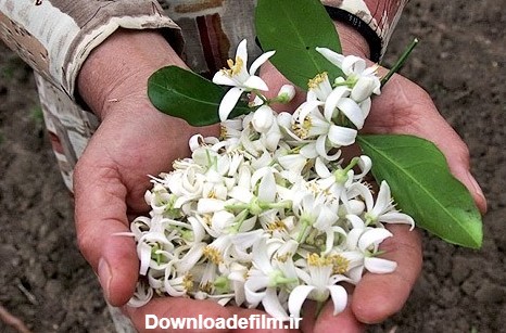 شکوفه های بهار نارنج در سبد باغداران گیلانی | خبرگزاری صدا و سیما