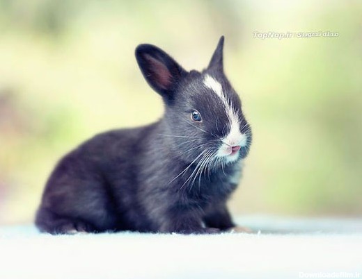 عکاسی از بچه خرگوش‌های کوچک و بامزه