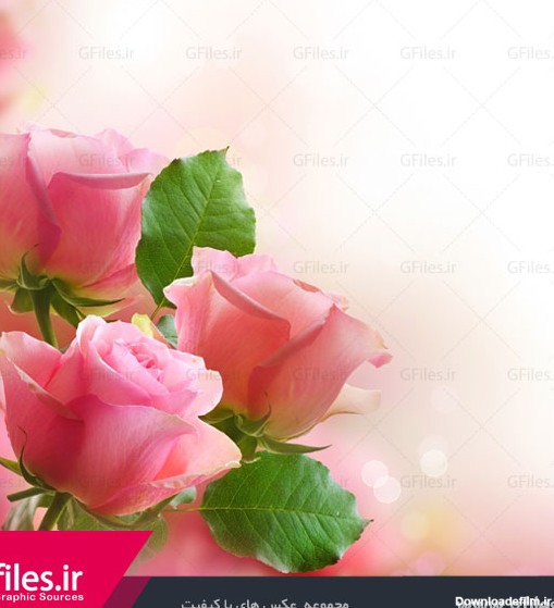 تصویر با کیفیت پس زمینه از گل های بسیار زیبای رز صورتی