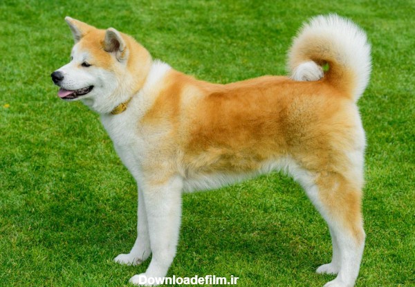 سگ آکیتا (آکیتای ژاپنی) همه چیز درباره نگهداری و نژاد جاپانیز آکیتا