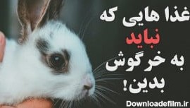 خرگوش حیوان خانگی | غذاهای مضر برای خرگوش!