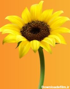 بسته فایل PNG با تصاویر "گل آفتابگردان" - نیوشاپ کالا