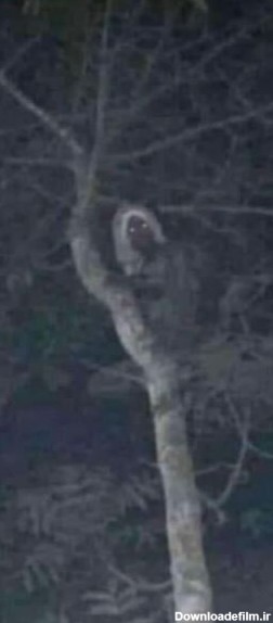 فرارو | (عکس) تصویری ترسناک از یک جن بالای درخت!