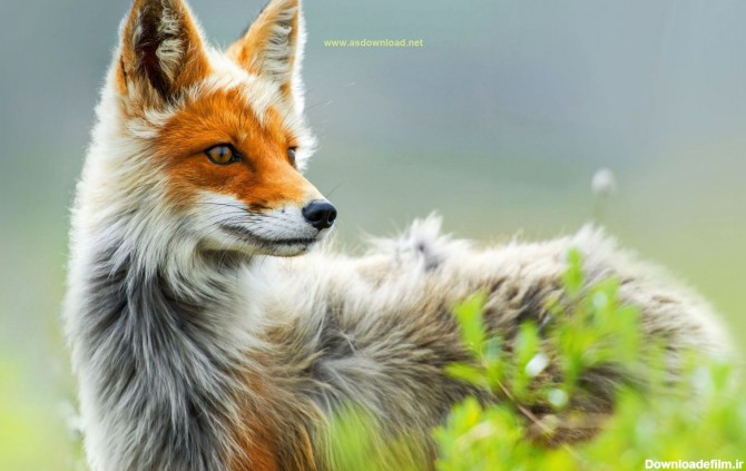 پس زمینه روباه فایرفاکس - ای اس دانلود