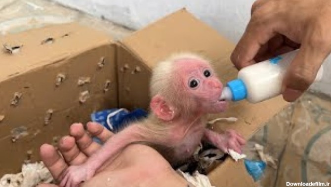 شیر دادن به میمون کوچولوی بامزه