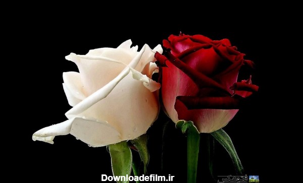 عکس گل رز سفید و قرمز - عکس نودی