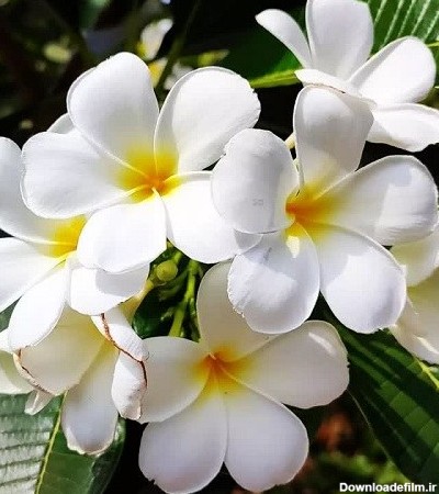 عکس گل سفید زیبا برای پروفایل